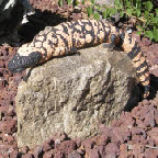 Gila Monster Sculpture